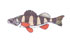 Realistic Game Fish 3