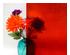 English Muffle Manchester Red 2