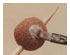 Wood Clay - 6 oz 4