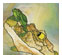 Frog Song 5