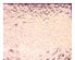 DichroMagic Turquoise/ Lighter Pink on Thin Clear - 90 COE 1