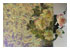 Dicroart Glue Chip 1