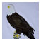 Obsession Pre-cut Eagle River Kit 1