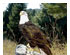Obsession Pre-cut Eagle River Kit 2