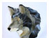 Obsession Pre-cut Alpha Wolf Kit 1