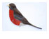 Obsession Pre-cut Robin Kit 1