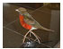 Obsession Pre-cut Robin Kit 2