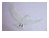 Obsession Pre-cut Dove Kit 1