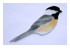 Obsession Pre-cut Chickadee Kit 1