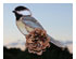 Obsession Pre-cut Chickadee Kit 2