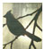Song Bird Wall Sconce 1