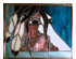 Stained Glass Horse Patterns 5