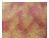 Royal Gold / Cranberry - 90 COE 2