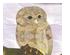 Birds of a Feather Glass Pack 4