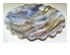11 Fluted Rimmed Bowl 1