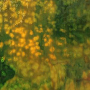 Youghiogheny Laburnum C