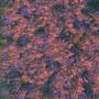 Van Gogh Violet / Red