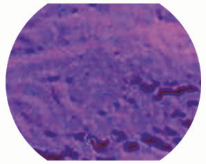 DICHROIC 96 COE PURPLE ON CLEAR - FULL SHEET, Full Sheets