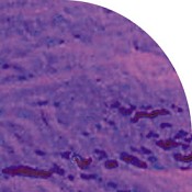 Dichroic 96 Coe Purple On Thin Clear - 1/4 Sheet, 1/4 Sheet on Thin Clear