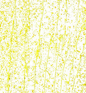 Uroboros Yellow Opal Mardi Gras - 96 COE