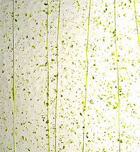 Uroboros Moss Green Mardi Gras - 96 Coe