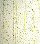 Uroboros Moss Green Mardi Gras - 96 Coe