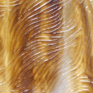 Kokomo Brown and Light Amber Vertigo, Textures