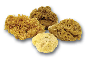 Combination Sponge Set, Ceramic Supplies