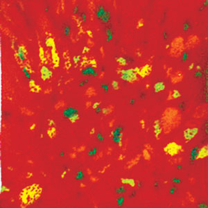 Firecracker Jungle Gems - 4 oz., Jungle Gems Glazes