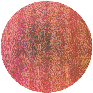 Dichroic Cyan / Dark Red on Black Herringbone Ripple - Full Sheet, CBS Full Sheet on Herringbone Ripple