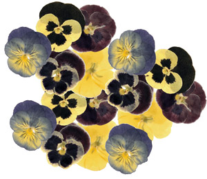 Pansy Floral Assortment - 16 Pack, Soldered Jewelry