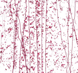 Bullseye Mardi Gras Pink, Cranberry With Pink Streamers, Special Order Mardi Gras & Chopstix