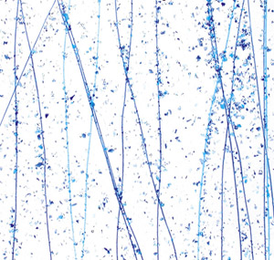 Bullseye Mardi Gras Cobalt Blue, Turquoise With Blue, Turquoise Streamers, Special Order Mardi Gras & Chopstix