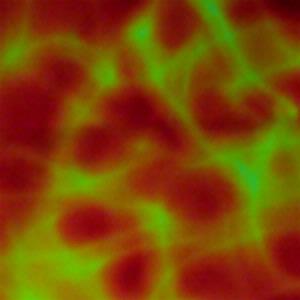 Dichroic Candy Apple Red Aurora Borealis On Thin Black - 4 x 4, CBS 4x4 Patterns