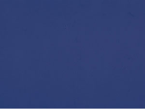 Bullseye Midnight Blue Transparent Single Rolled Stained Glass