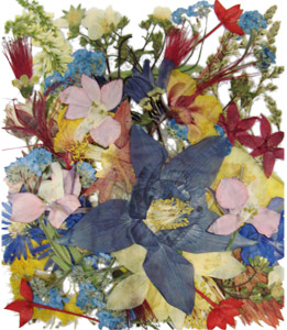 Wildflower Assortment - 50 Pack, Inclusions