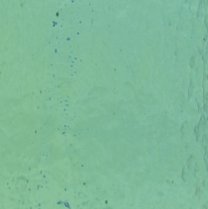 Dichromagic Turquoise / Lighter Pink On Thin Clear