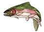 Obsession Pre-Cut Madison Rainbow Trout Kit