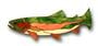 Obsession Pre-Cut Gunnison Rainbow Trout Kit