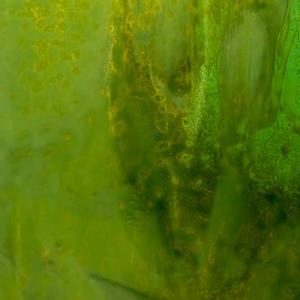 Uroboros Chartreuse Opal With Light Green Transparent Spot Mottled Glass