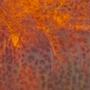 Uroboros Red Amber Pale Amber Mottled