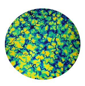 Cyan / Copper Fusion Dichroic On Thin Clear - 90 COE