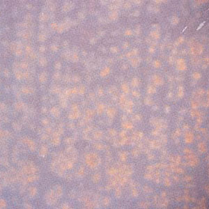 Youghioheny Rose Opal Mottled