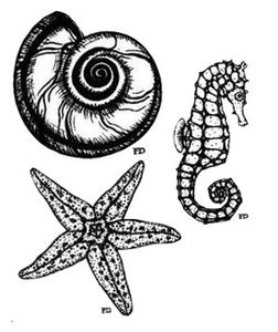 Sea Things Fine Art Sepia Decals, Fusing Decals & Stencils
