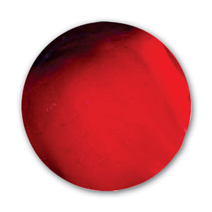 Striking Black Cherry Tag 10 Rod Pack - 104 Coe
