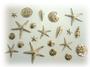 Sea Shell Charms