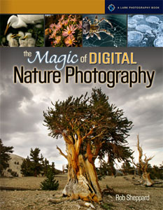 The Magic Of Digital Nature