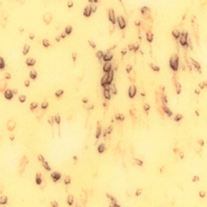 Spiced Banana Crystalites - 4 OZ, Ceramic Supplies