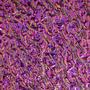 Green / Magenta On Clear Ripple - 90 Coe