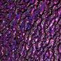 Purple On Clear Ripple - 90 Coe